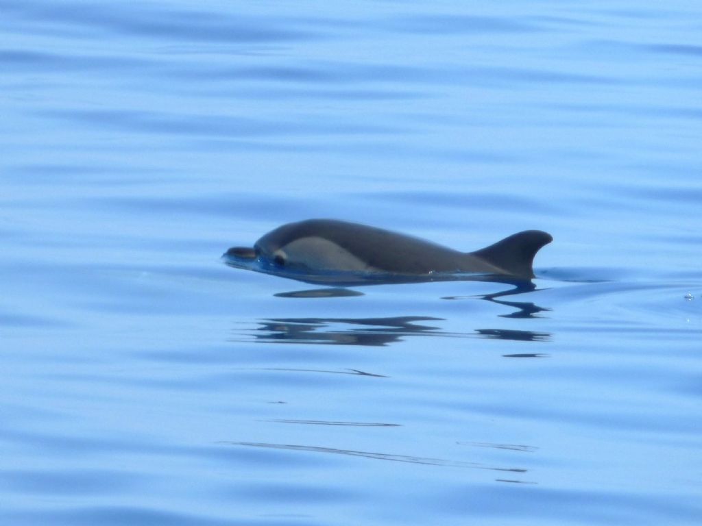 Stenelle striate nel Mar ligure